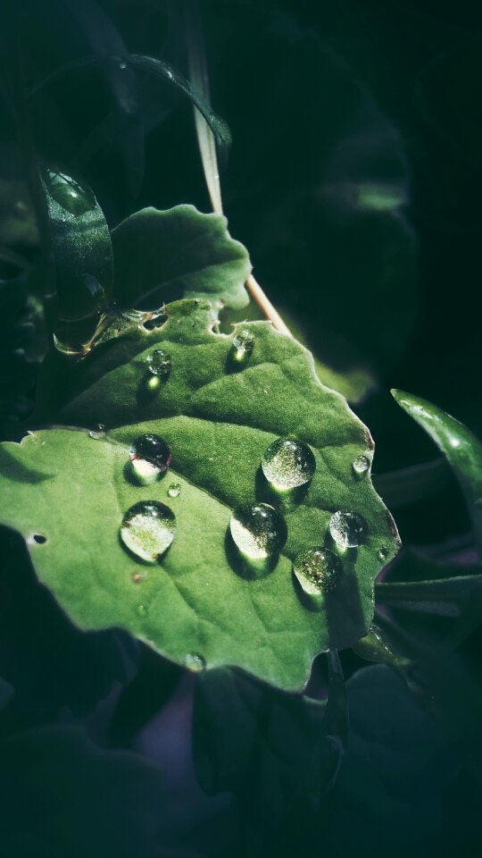 Rain wet nature