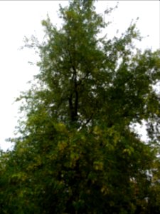 Erable argenté ou Erable de Virginie, Acer saccharinum 'Wi… 