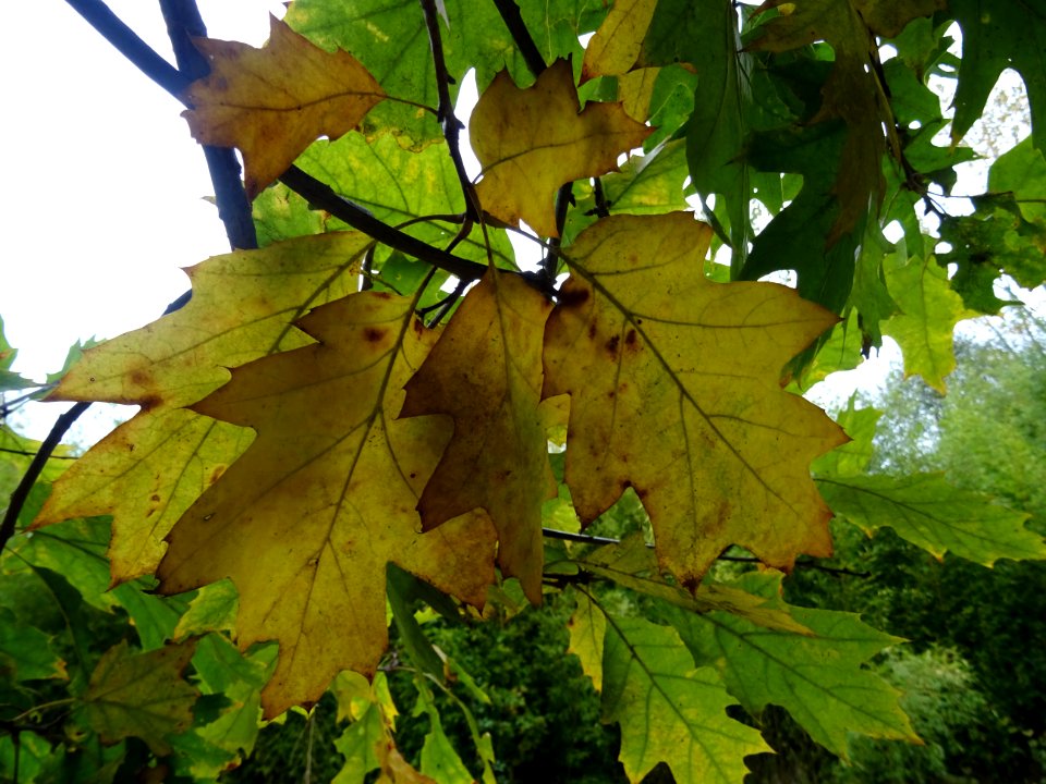 Chêne rouge d'Amérique, Quercus rubra ou Quercus borealis,… 