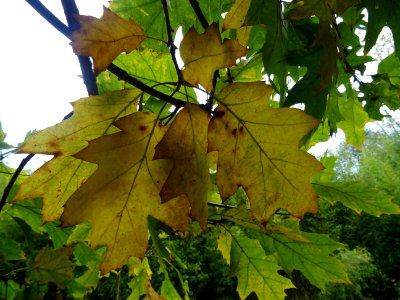 Chêne rouge d'Amérique, Quercus rubra ou Quercus borealis,… 