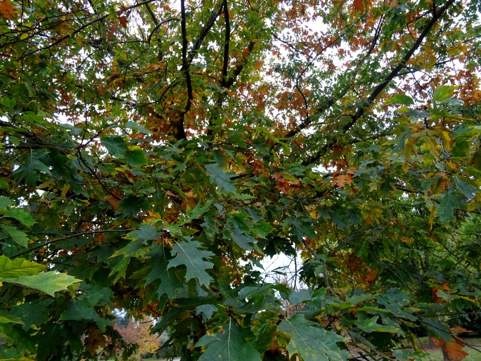 Chêne rouge d'Amérique, Quercus rubra ou Quercus borealis,… 