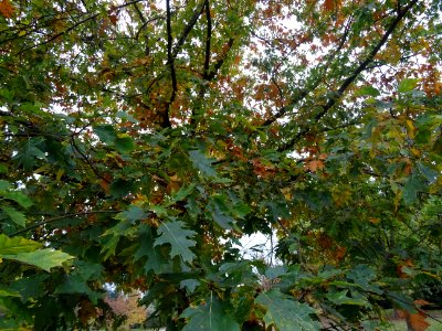 Chêne rouge d'Amérique, Quercus rubra ou Quercus borealis,… 