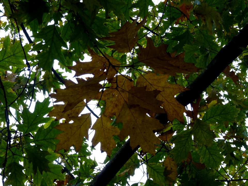Chêne rouge d'Amérique, Quercus rubra ou Quercus borealis,… 
