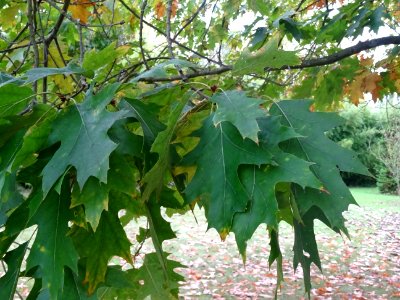 Chêne rouge d'Amérique, Quercus rubra ou Quercus borealis,… 