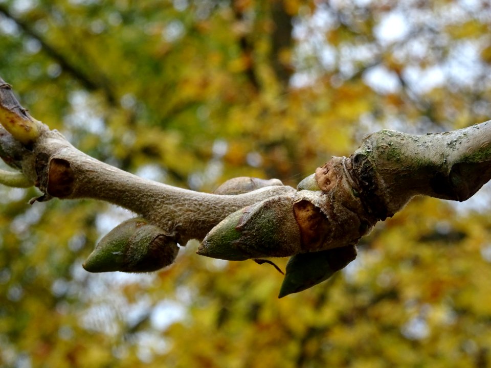 Bourgeons du Peuplier baumier de Chine ou Peuplier à fruit… 