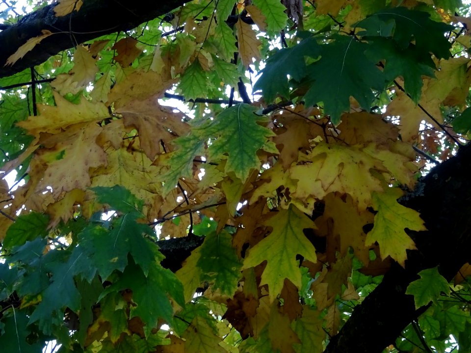 Chêne rouge d'Amérique, Quercus rubra ou Quercus borealis,… 