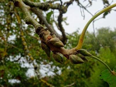 Bourgeons du Peuplier baumier de Chine ou Peuplier à fruit… 