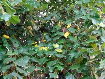 Tilleul hybride, Tilia * Orbicularis = Tilia * Euchlora*Ti… 