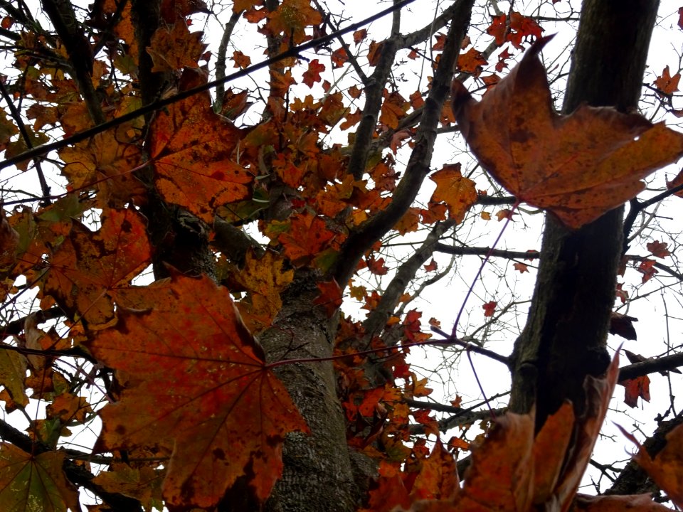 Erable pourpre, Acer platanoides 'Schwedleri', Acéracées, … 