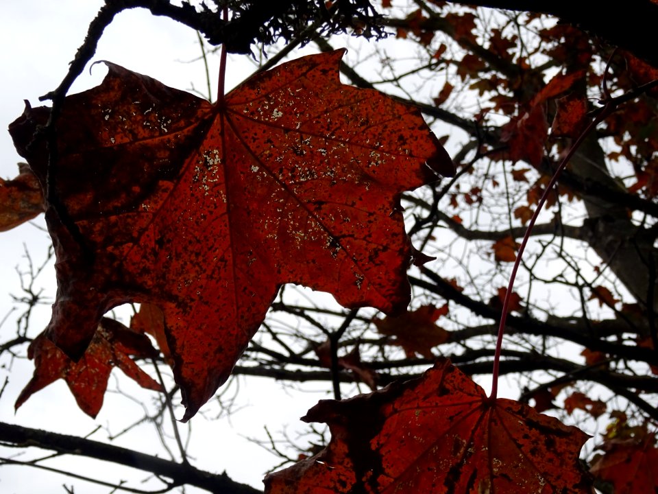Erable pourpre, Acer platanoides 'Schwedleri', Acéracées, … 