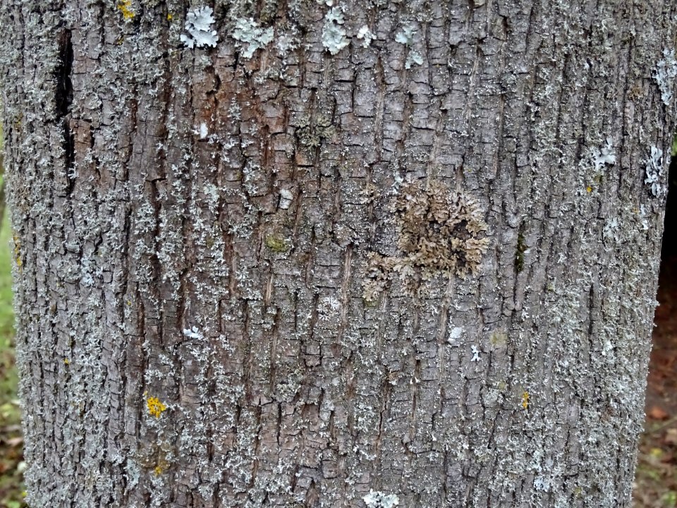 Ecorce de l' Erable pourpre, Acer platanoides 'Schwedleri'… 