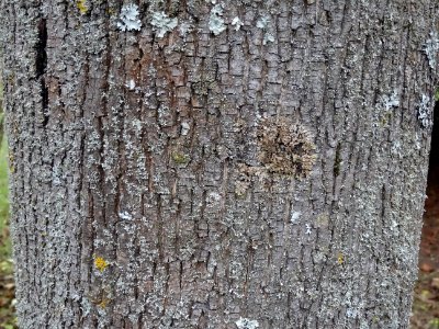 Ecorce de l' Erable pourpre, Acer platanoides 'Schwedleri'… 