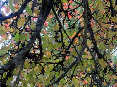 Pommier pourpre, Malus * purpurea 'Aldenhamensis', Rosacée… 