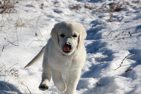 Snow running gray running