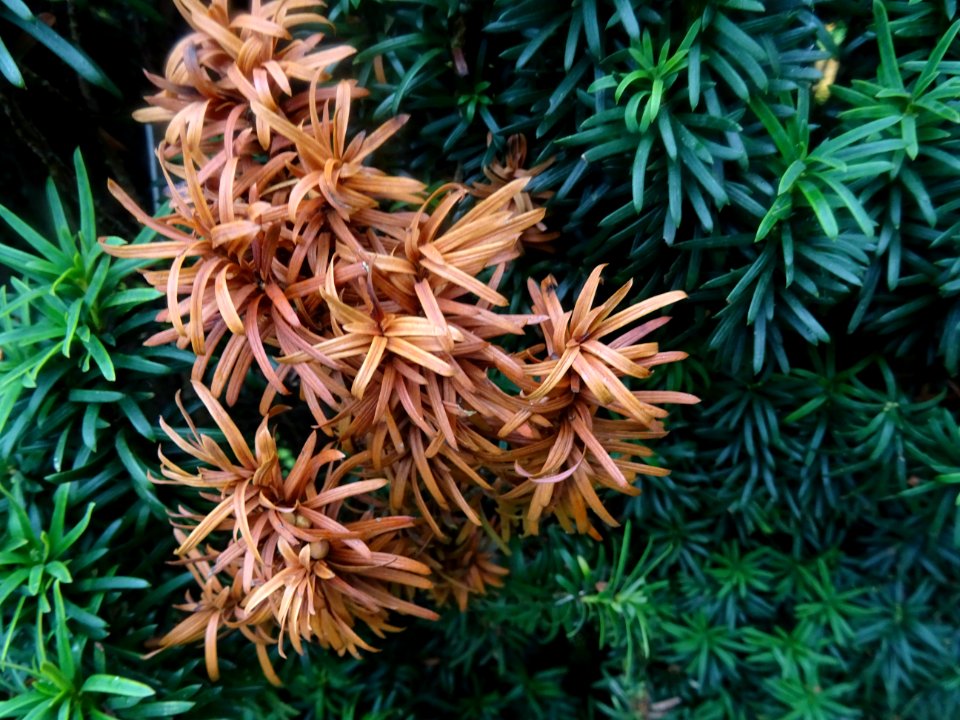 If commun fastigié, Taxus baccata 'Fastigiata', Taxodiacée… 