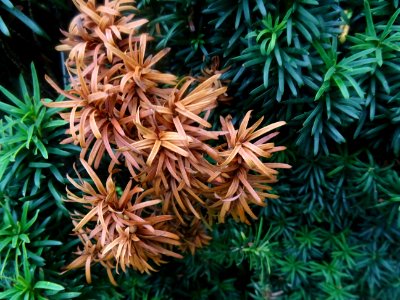 If commun fastigié, Taxus baccata 'Fastigiata', Taxodiacée… 