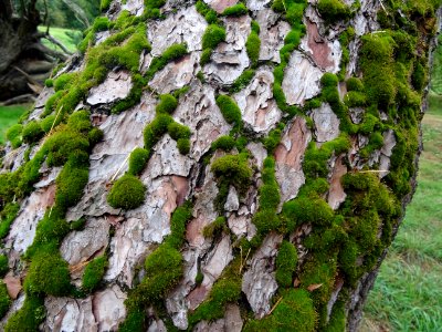 Pin des Landes, Pinus pinaster, Pinacées, Arboretum de Chè… 