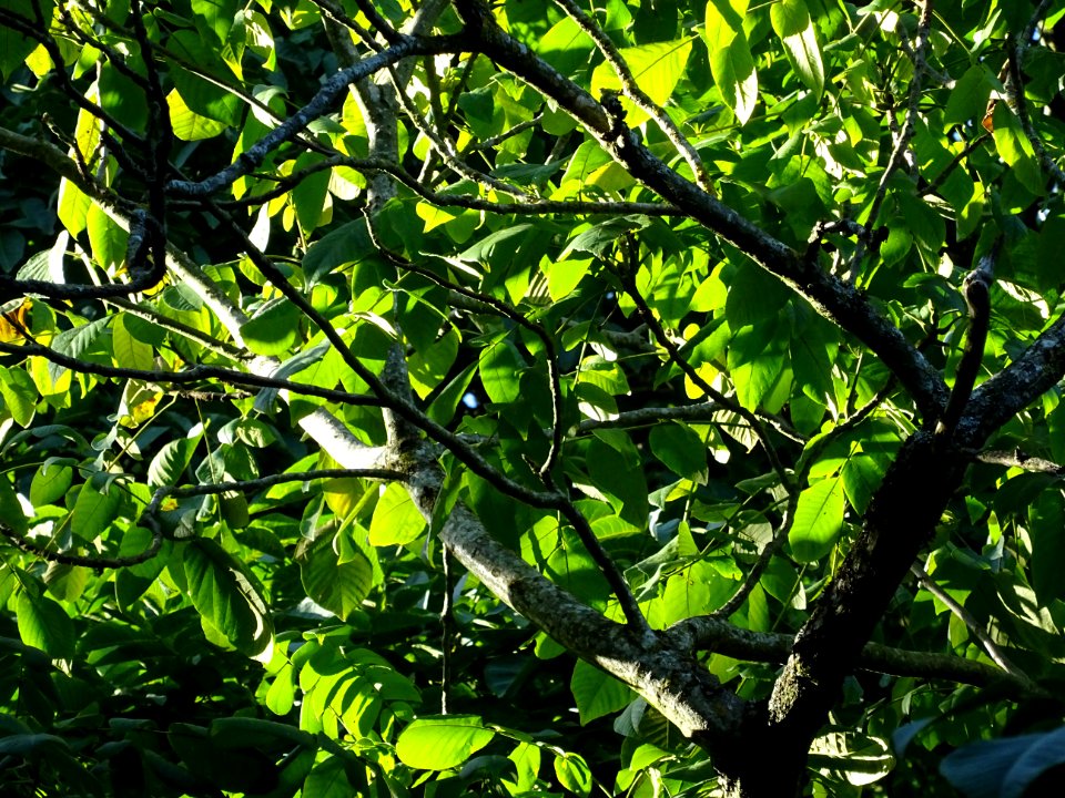 Noyer du Japon, Juglans ailantifolia, Juglandacées, Arbore… 