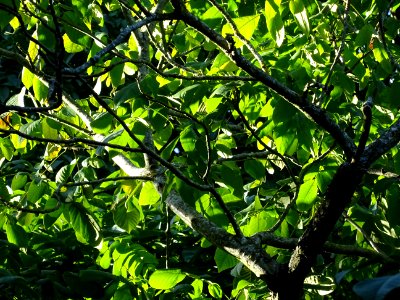 Noyer du Japon, Juglans ailantifolia, Juglandacées, Arbore… 