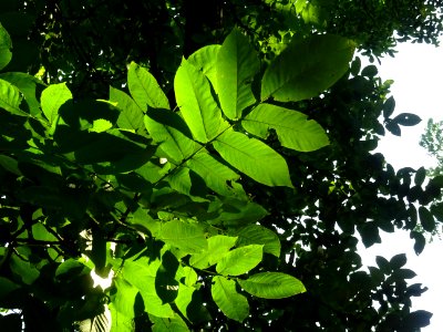 Noyer du Japon, Juglans ailantifolia, Juglandacées, Arbore… 