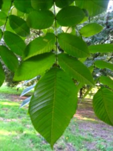 Noyer du Japon, Juglans ailantifolia, Juglandacées, Arbore… 