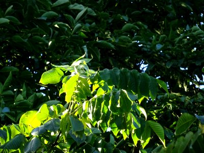 Noyer du Japon, Juglans ailantifolia, Juglandacées, Arbore… 