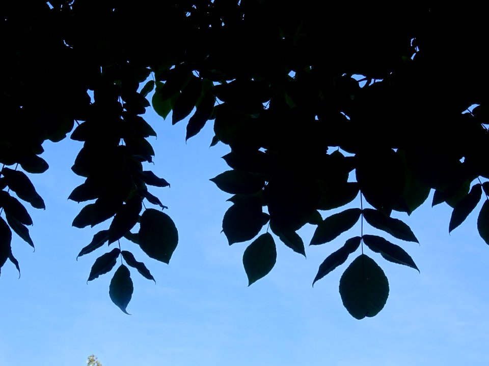 Noyer du Japon, Juglans ailantifolia, Juglandacées, Arbore… 