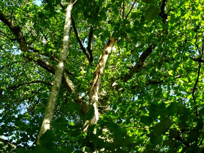 Aulne de Corse ou Aulne à feuilles en coeur, Alnus cordata… 