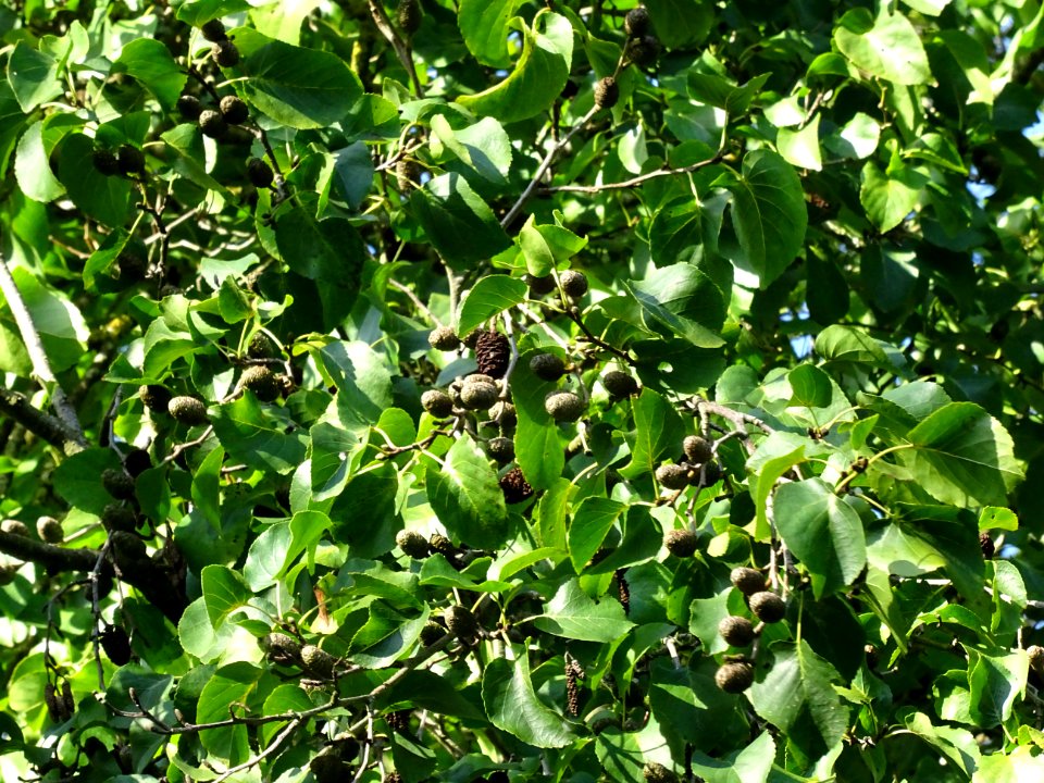 Aulne de Corse ou Aulne à feuilles en coeur, Alnus cordata… 