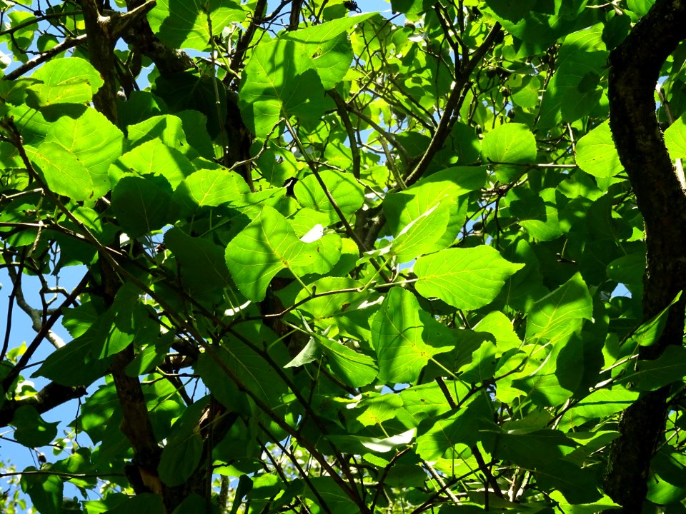 Aulne de Corse ou Aulne à feuilles en coeur, Alnus cordata… 