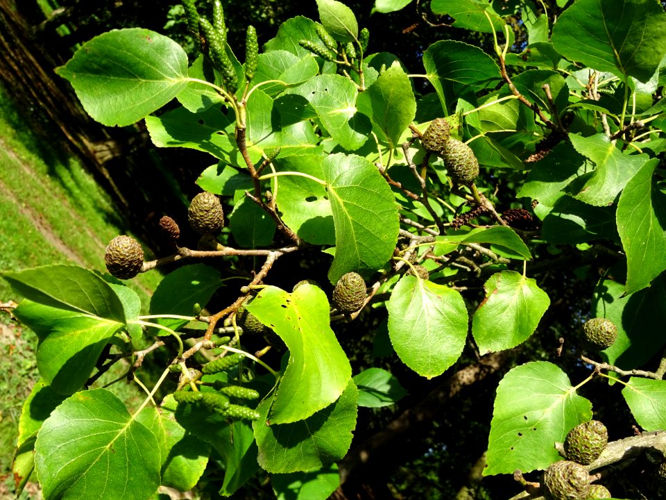 Châtons mâles allongés et vert, châtons femelles globuleux… 