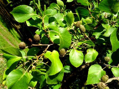 Châtons mâles allongés et vert, châtons femelles globuleux… 