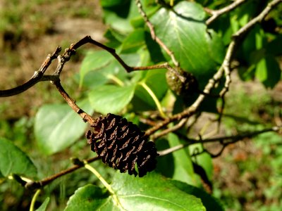 Châton femelle sec de l' Aulne de Corse ou Aulne à feuille… 