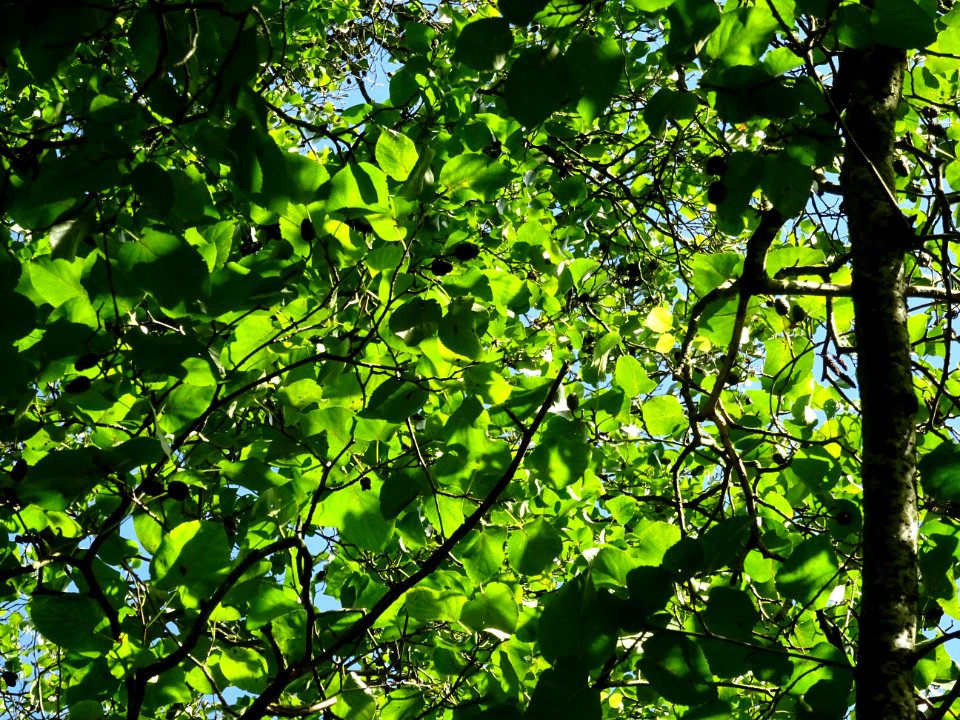Aulne de Corse ou Aulne à feuilles en coeur, Alnus cordata… 