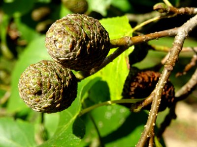 Châtons femelles verts de l' Aulne de Corse ou Aulne à feu… 