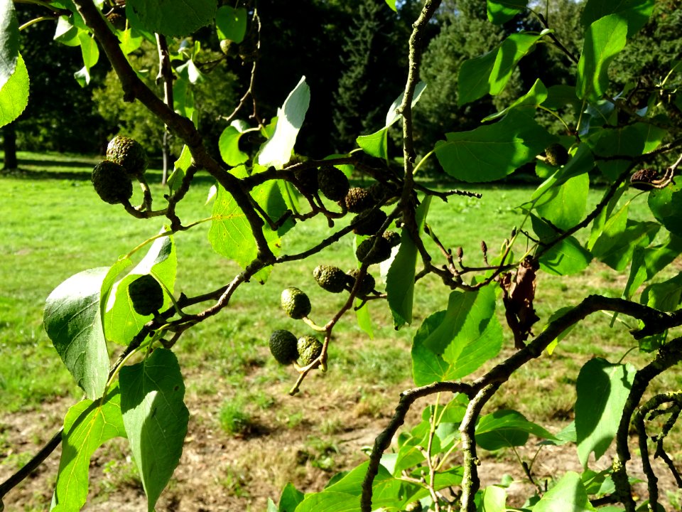 Aulne de Corse ou Aulne à feuilles en coeur, Alnus cordata… 