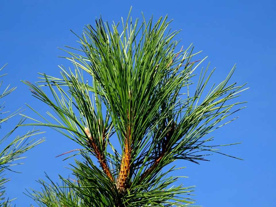 Pin noir des Cévennes, Pinus nigra ssp. Salzmannii, Pinacé… 