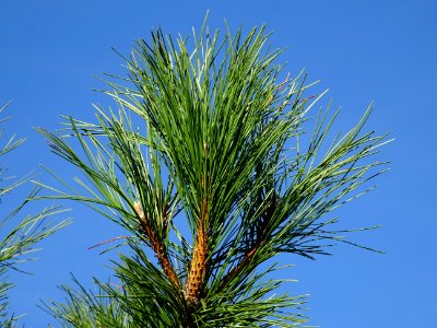 Pin noir des Cévennes, Pinus nigra ssp. Salzmannii, Pinacé… 