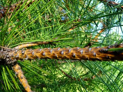 Pin noir des Cévennes, Pinus nigra ssp. Salzmannii, Pinacé… 
