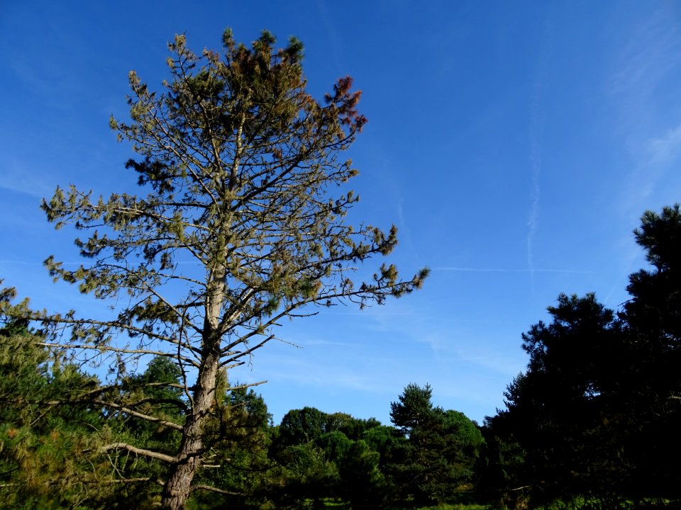 Pin noir des Cévennes, Pinus nigra ssp. Salzmannii, Pinacé… 