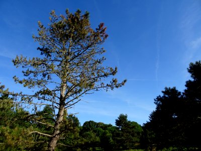 Pin noir des Cévennes, Pinus nigra ssp. Salzmannii, Pinacé… 