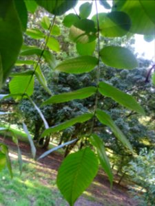 Noyer du Japon, Juglans ailantifolia, Juglandacées, Arbore… 