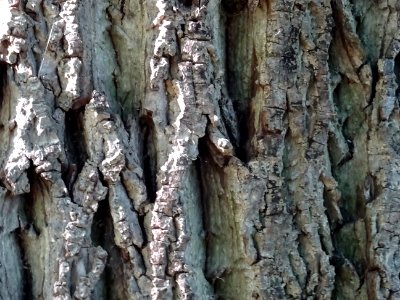 Ecorce du Noyer ... , Juglans sinensis, Juglandacées, Arbo… 
