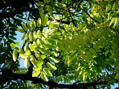 Cédrèle de Chine, Toona sinensis, Méliacées, Arboretum de … 