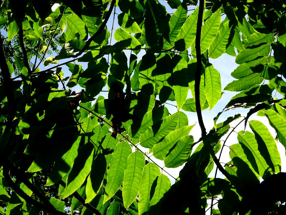 Cédrèle de Chine, Toona sinensis, Méliacées, Arboretum de … 