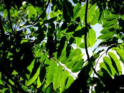 Cédrèle de Chine, Toona sinensis, Méliacées, Arboretum de … 