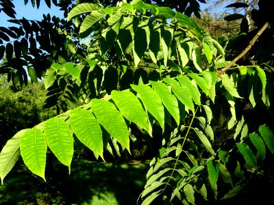 Cédrèle de Chine, Toona sinensis, Méliacées, Arboretum de … 