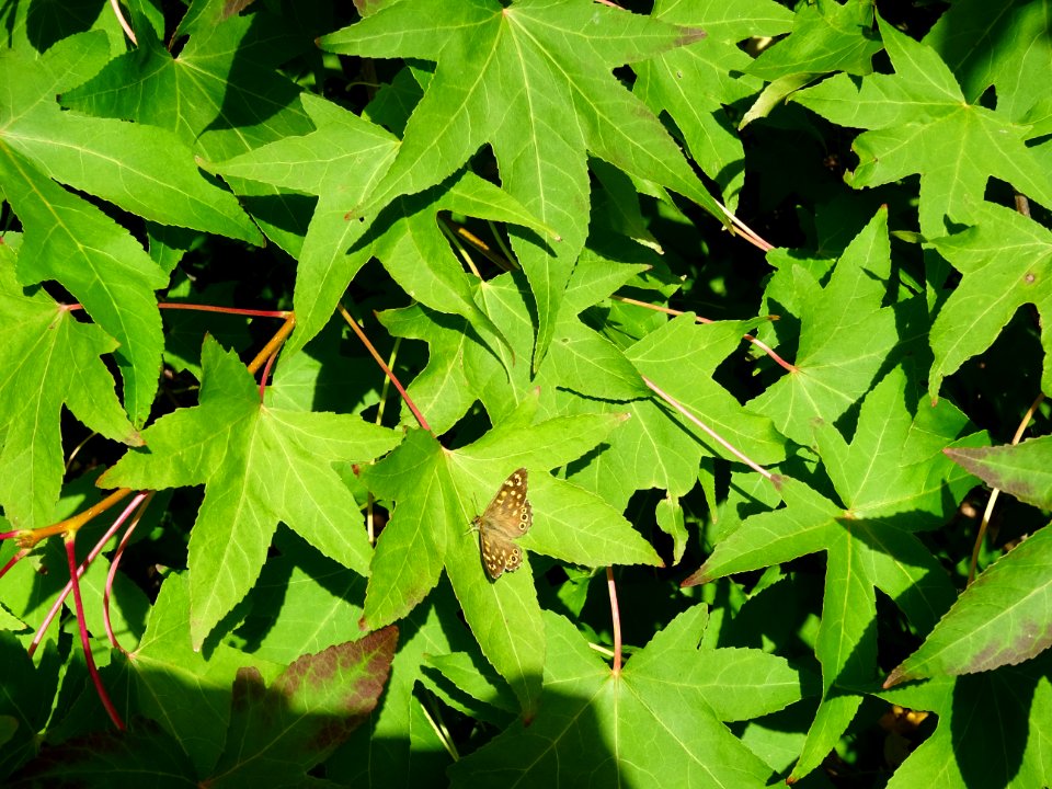 Papillon sur une feuille de Liquidambar ou Copalme d'Améri… 