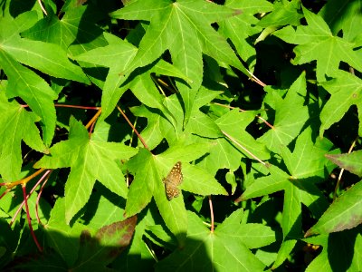 Papillon sur une feuille de Liquidambar ou Copalme d'Améri… 