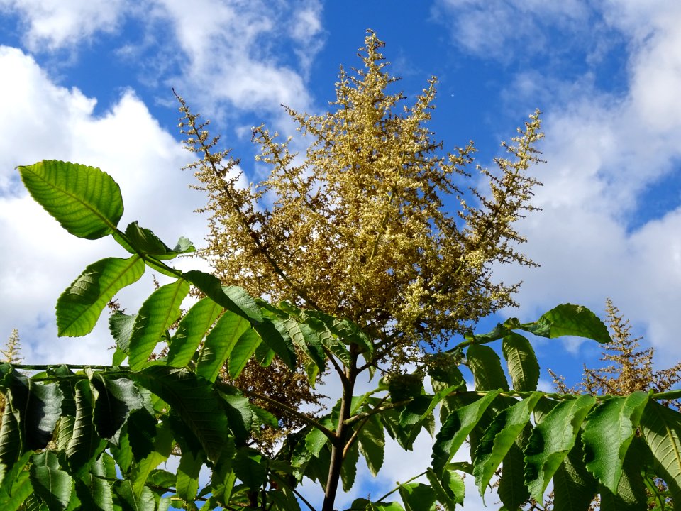 Inflorescence du Sumac chinois, Rhus javanica var. roxburg… 